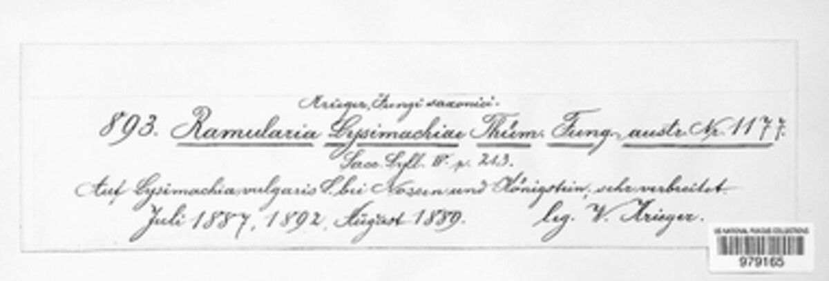 Ramularia lysimachiae image